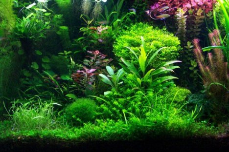 Freshwater Aquarium Plants and Aquascaping